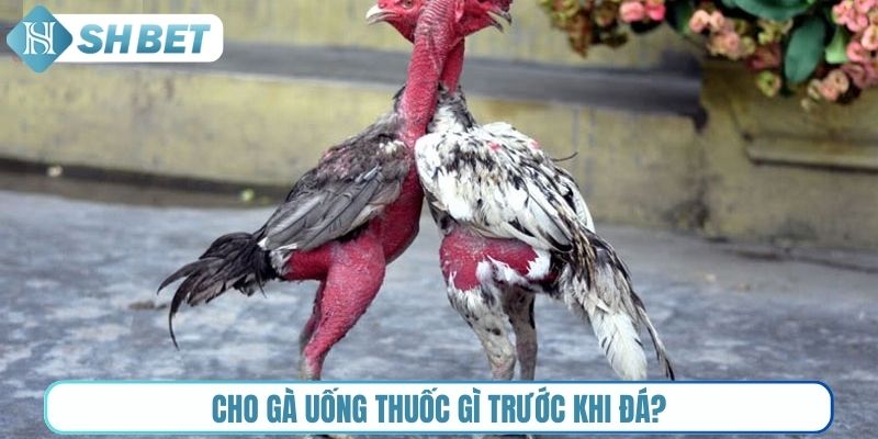 Cho gà uống thuốc gì trước khi đá