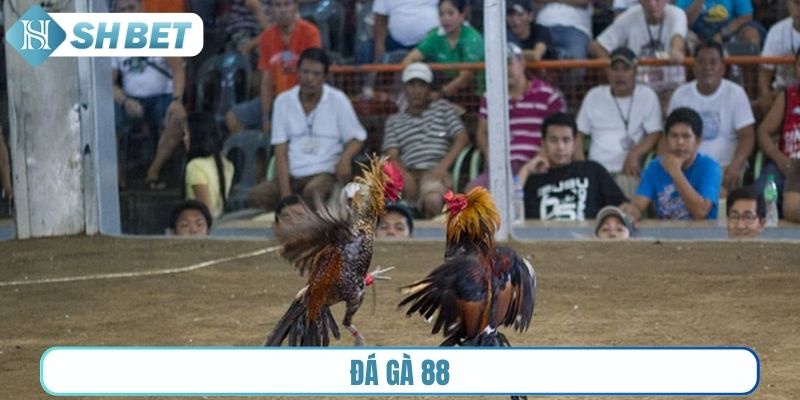 Đá gà 88