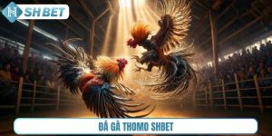 Đá gà Thomo Shbet