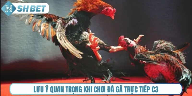 Lưu ý quan trọng khi chơi đá gà trực tiếp C3