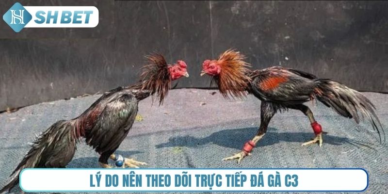 Lý do nên theo dõi trực tiếp đá gà C3