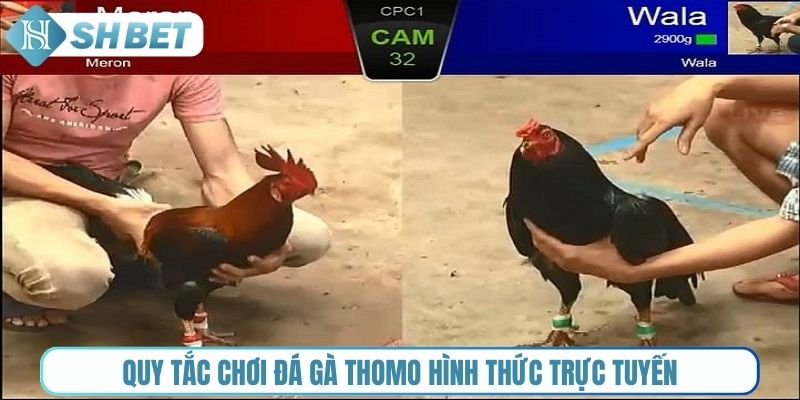 Quy tắc chơi đá gà Thomo hình thức trực tuyến