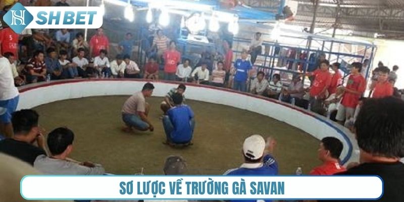Sơ lược về trường gà Savan