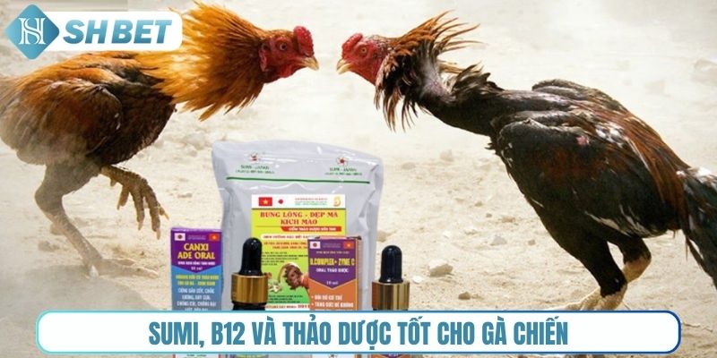 Sumi, B12 và thảo dược tốt cho gà chiến