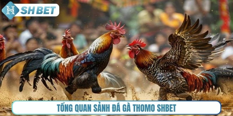 Tổng quan sảnh đá gà Thomo Shbet