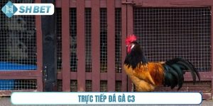 Trực tiếp đá gà C3