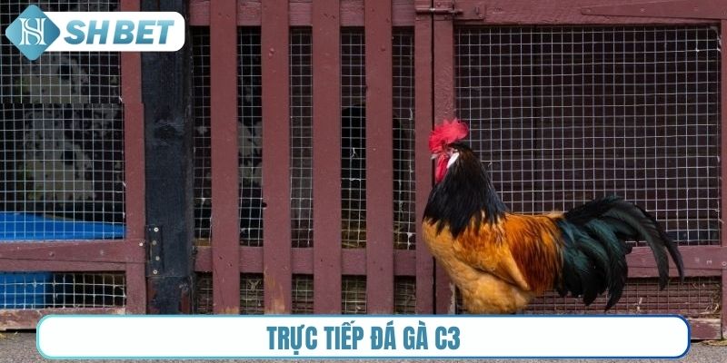 Trực tiếp đá gà C3