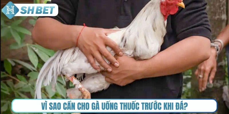 Vi sao cần cho gà uống thuốc trước khi đá?