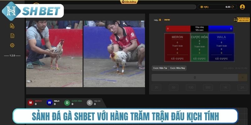 Sảnh đá gà Shbet với hàng trăm trận đấu kịch tính