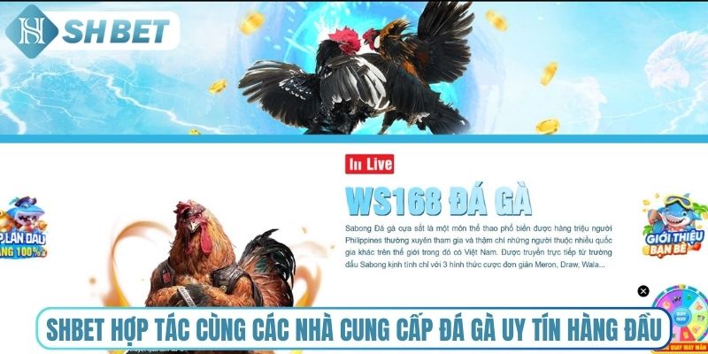 Shbet hợp tác cùng các nhà cung cấp đá gà uy tín hàng đầu
